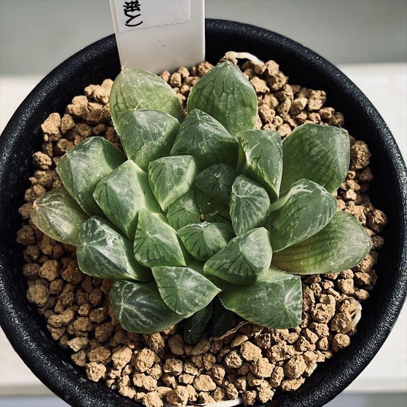 □[Y97]九尾狐 ヤマト運輸発送のみ 【多肉植物 Haworthia